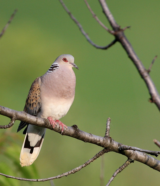 Giochi di tortora (Streptopelia turtur)